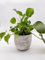 Pilea peperomioides, schnellwachsend, haustierfreundlich, pflegeleichte Zimmer & Büropflanze 12cm Topf ca. 20cm Wuchshöhe