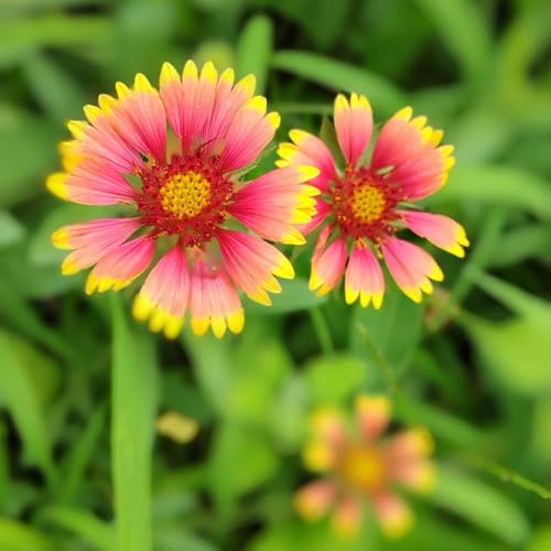 semillas de manta perenne de jardín de rocas resistentes la Gaillardia macizo de con orgánicas silvestres de balcón 100pcs