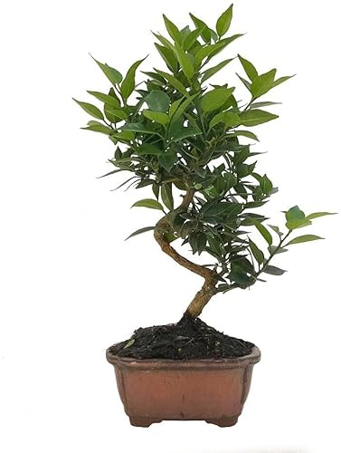 BONSAI NATURAL PARA EXTERIOR DE CITRUS MYRTIFOLIA 7 AÑOS CALIBRE -1 (NARANJO MORUNO O CHINOTO) PRODUCE FRUTO Y FLORACION