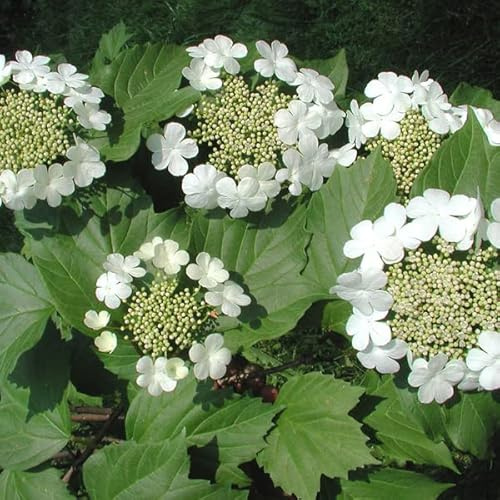 3 x Japansk Snöbollsbuske - Viburnum Opulus 40-60 cm Krukstorlek- Naturlig elegans för din trädgård
