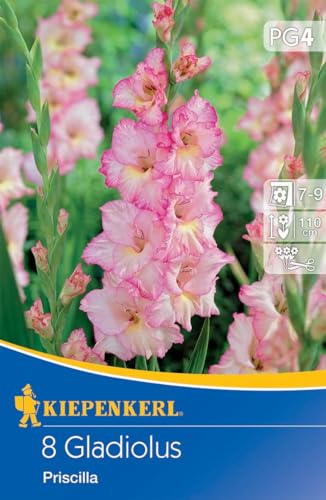 Kiepenkerl Großblumige Gladiole Priscilla, Blumenzwiebeln - Ideal als Schnittblume, Schneckenresistent | Gladiolen kaufen, Gladiolenknollen online bestellen