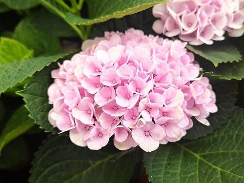 1 PIANTA DI ORTENSIA HYDRANGEA MAGICAL REVOLUTION ROSA VASO 14CM caducifoglia