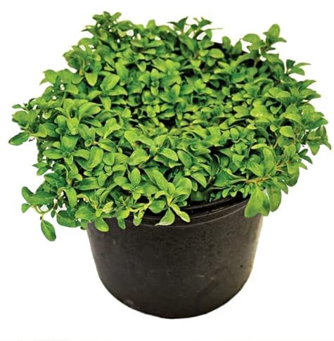 Poleo Menta Planta Aromática Natural de Exterior de Uso Culinario