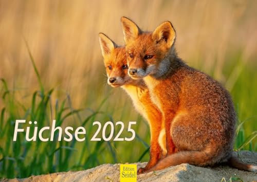 Edition Seidel Premium Kalender Füchse 2025 Format DIN A4 Wandkalender Tierkalender Fuchs Tiere Wildtiere Waldtiere Raubtiere Natur