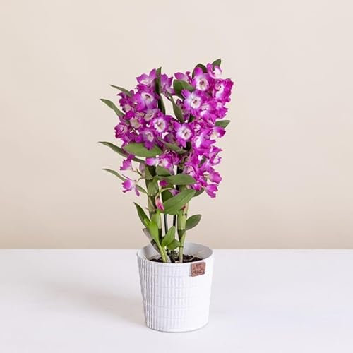 Fleurs et Délices - Orchidée Dendrobium - Plante d'intérieur - Sans cache-pot - Décoration d'intérieur - Cadeau Fleuri - Fabrication Française Artisanale de Qualité - Cadeau à Offrir