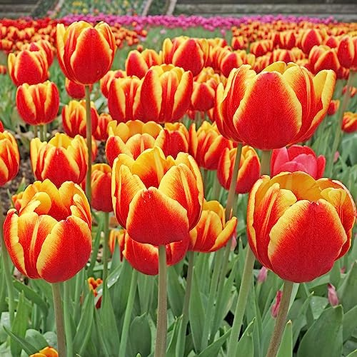 bulbi di tulipano perenni, resistenti decorazioni da giardino balcone 4pcs