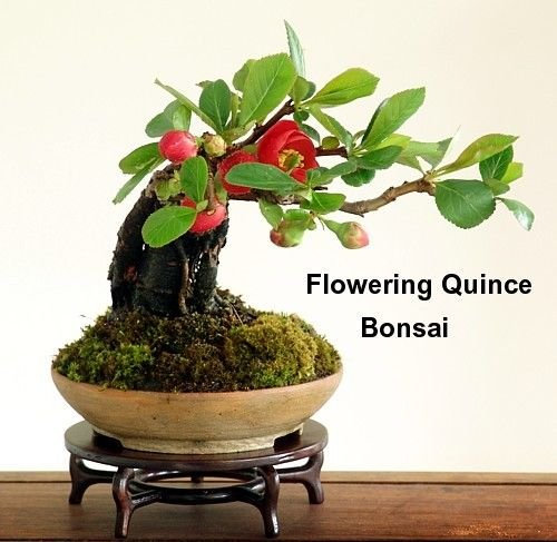 Japonais Cognassier 20 graines - Chaenomeles