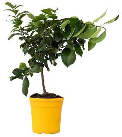 Plant in a Box - Citrus Limon - Pokon - Citronnier arbre comestible fruitier - Pot 19cm - Hauteur 60-70cm