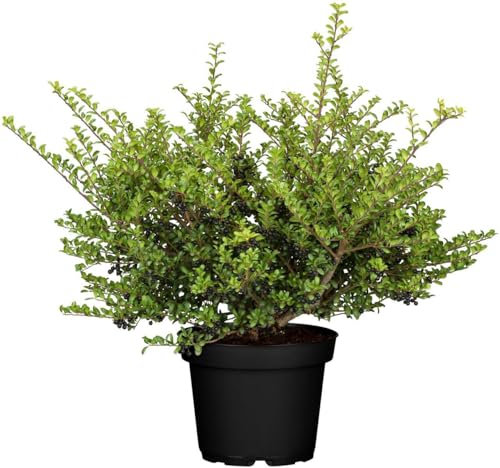 Ilex crenata 'Convexa' 30-40 cm - Japanische Stechpalme, immergrün, ideal für Hecken und Kübel, schnittverträglich, winterhart