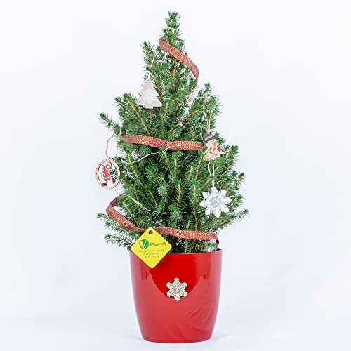 PLANTI’ PICEA GLAUCA CONICA. Albero di Natale vero altezza 45cm. Coprivaso rosso. Kit di addobbi natalizi incluso. Piante vere da esterno e interno. 6 mesi di concimazione Plantì. Idea regalo