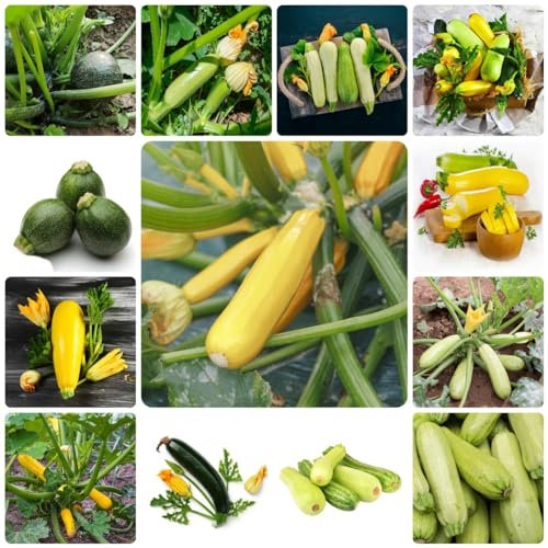 450 pcs zucchini pflanzen samen - zimmerpflanze bio saatgut gartenkräuter zuchini saat,zucchinisamen,Cucurbita pepo, ausgefallene geschenke exotische gewürzgarten gemüsesamen alte