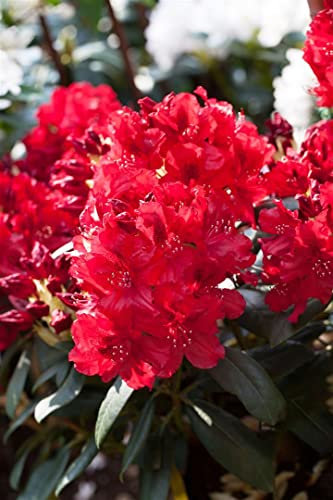 Rhododendron Hybride 'Erato' 40-50 cm – Winterhart, Immergrün, Mehrjährig – Rhododendron – Zierstrauch für Garten & Kübel