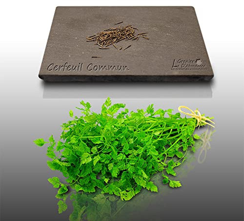 100 graines d'Aromatiques à semer - Le Grenier d'Abondance - CERFEUIL - Anthriscus cerefolium