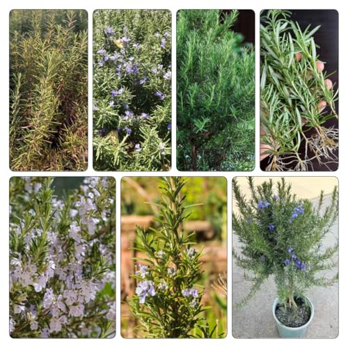 semi di rosmarino - selvatiche, resistenti al coperto organico copertura del terreno giardino roccioso 800pcs
