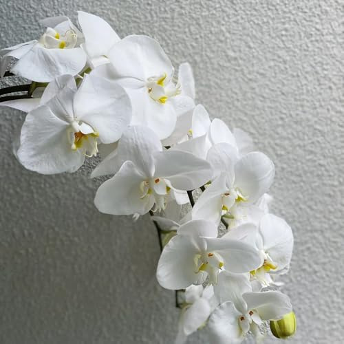 Semi di orchidea Phalaenopsis, semi di campo biologici da giardino semi di d'appartamento 500pcs