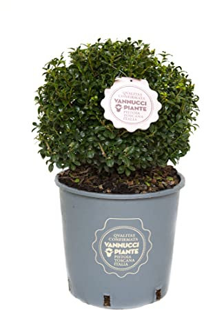 Vannucci Piante - Ilex crenata 'LUXUS ®Globe', Agrifoglio, Pianta vera in vaso, Pianta da esterno