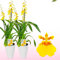 Echte Oncidium Joost Orchideen. 2 große Zimmerpflanzen aus Holland. 30-40 cm hoch mit Blüten und leicht duftend.(keine künstliche Orchidee, ohne Dünger und Topf, kein Samen und nicht winterhart)