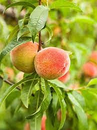 Pêcher nain paquet de 100 graines