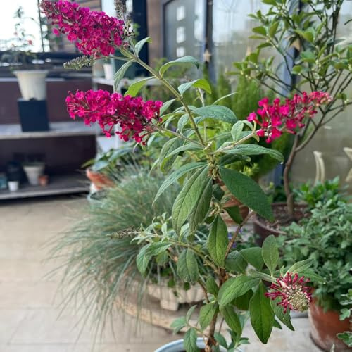semi resistenti di lillà farfalla - rampicanti buddleia esotiche in vaso perenni 50pcs