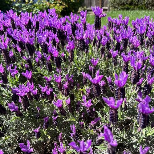 semillas de lavanda perennes resistentes, balcón jardín 200pcs