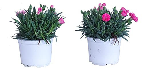 Dianthus - Pack 2 Plantas Vivas - Claveles con Flores Naturales - Clavel Planta