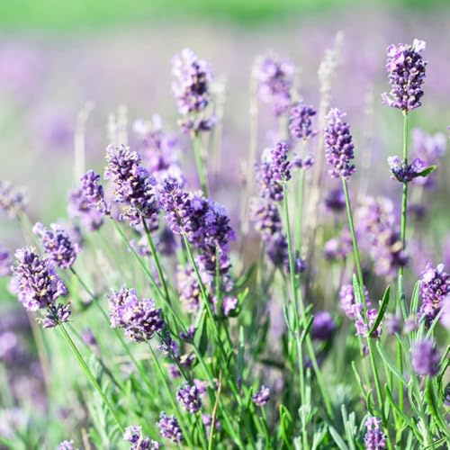 semi di lavanda perenni resistenti semi di giardino balcone lavanda esotica estate 550pcs