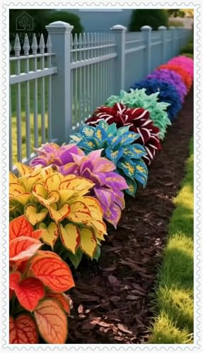 Hosta Bulbi- Resistenti al freddo e alla siccità-Bulbi di Hosta-Rare-6 Bulbi-G