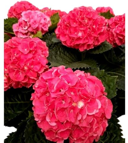 Planta Viva de Hortensia Rosa – Pink Hydrangea Natural Perfecta para Regalos y Decoración Floral