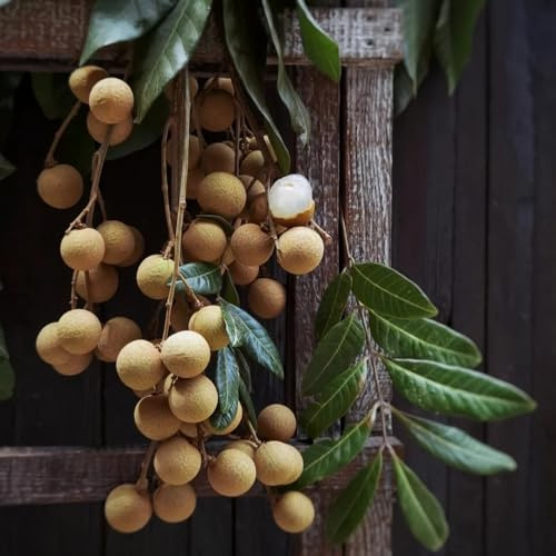 Semi di longan, colonnare resistente Dimocarpus longan - da frutto comprare da frutto resistenti per balconi esotiche 8pcs