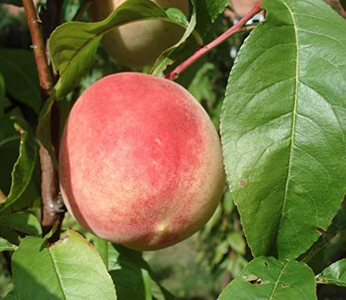 Pfirsich Prunus persica Pflanze 55-60cm Pfirsichbaum Obstbaum
