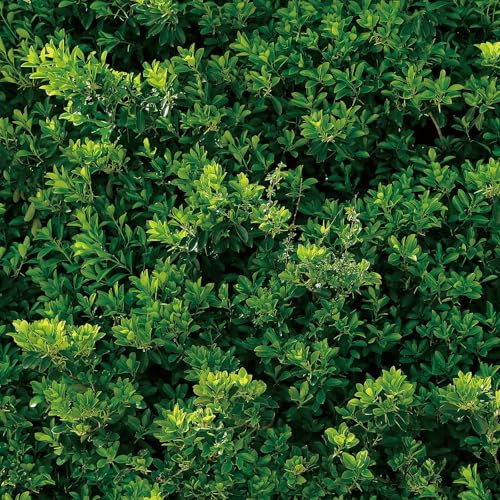 YENHOME Carta da Parete Adesivo Foresta Verte 44.5x300cm Carta da Parati Adesiva Muro Verde Foglie per Soggiorno Bagno Impermeabile Pellicola Adesiva per Mobili Tropicali Foglie Rivestimento Armadio