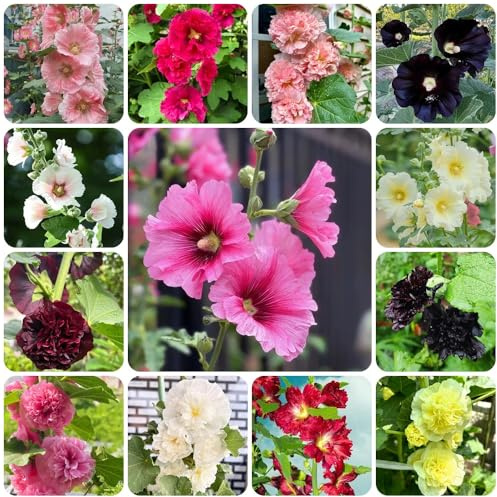 Semi di malvarosa, Alcea rosea, decorazione del soggiorno Semi di malvarosa, di giardino perenni 500pcs