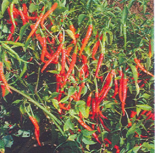 Semillas de Pimiento Picante ~ Chile de Arbol ~ 15 Semillas