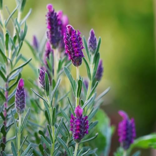 lavendelsamen, balkon, bodendecker winterhart mehrjährig, kaufen, 350pcs