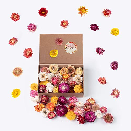 Getrocknete Blumen als Frühlingsdeko und zum Kranz Basteln - Strohblumen Trockenblumen in Bunt Mix - Natürliche Streudeko - Frühling und Sommer Tischdekoration - Perfekt für Hochzeit
