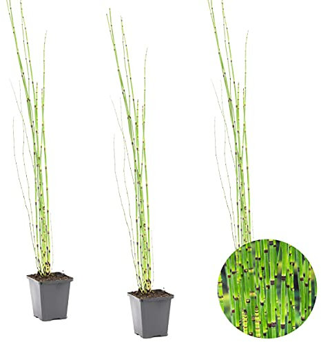Bloomique - Lot de 3 - Equisetum Japonicum - Prêle du Japon - Plantes de bassin - Plantes aquatiques - Rustique - Hauteur 20-30 cm - Pot 9 cm