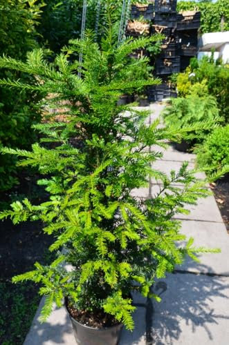 Heimische Eibe Taxus baccata 30-40 cm hoch im 3 Liter Pflanzcontainer