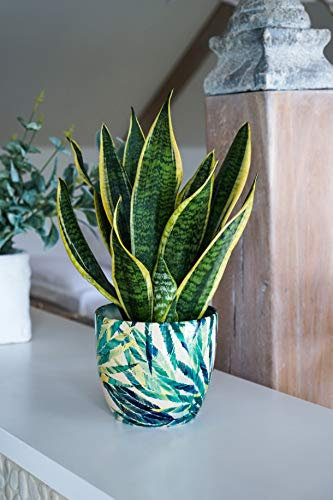 Ivyline Monza - Macetero botánico (17 cm)