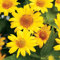 Heliopsis, GIRASOLE FALSE, perenne, 80 semi! Groco