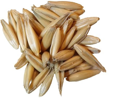 Avoine d'Hiver Bio - Avena Sativa L. (Engrais Vert) SEM02