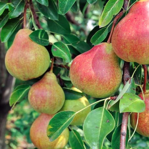 Dwarf Patio Clapp's Favourite Pear Tree in 4L Pot, Juicy Dessert Pear 3fatpigs®