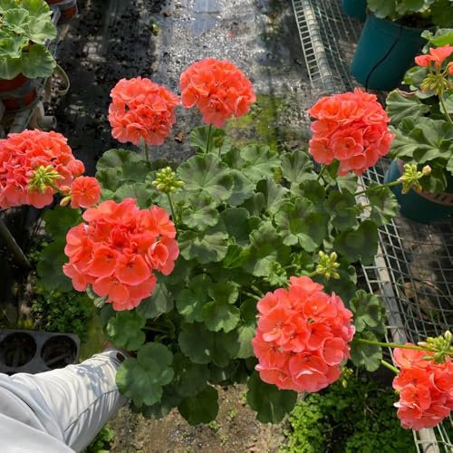 20 pcs geranien samen stehend - blüten, kräuterbeet (Pelargonium hortorum) schnittblumen samen, zimmerpflanzen samen blumenbeet, steingartenpflanzen winterhart blumensaat, balkonpflanzen