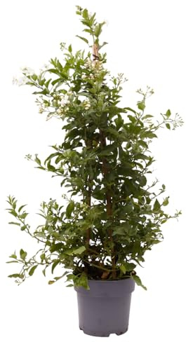 Verdecora Velo de Novia (Solanum jasminoides) en Maceta Ø14cm | Solano | Trepadora de Flor Blanca Estrellada | Ideal para Pérgolas, Rejas y Jardineras
