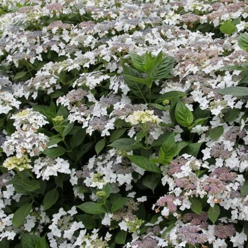 Plant Theory Lanarth White Hydrangea Macrophylla Shrub Plant 2L Pot