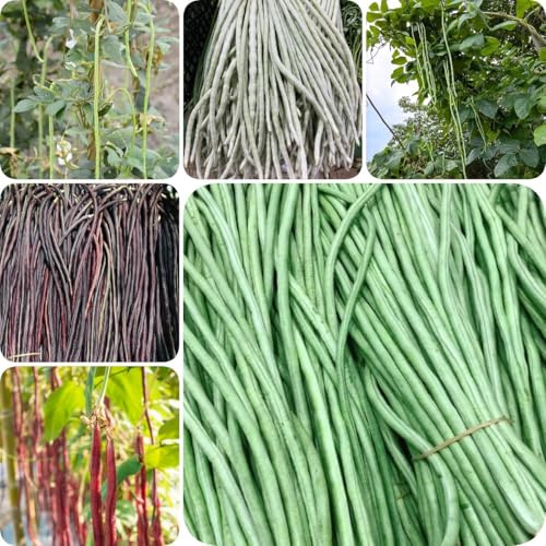 500 pz Semi di fagioli al metro semi biologici semi di piante orticole Vigna unguiculata, semi di asparagi, Piantare semi di ortaggi invernali bonsai vaso piante da ufficio semi di
