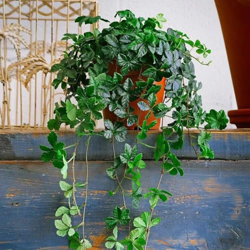 250 Pcs Wilder Wein Pflanze Winterhart Samen - Wohnzimmer Deko, Hängepflanze Creeper Jungfernrebe Samen, Pflanzen Hängend, Ranke Kletterpflanzen Balkon Pflanzen, Exotische Samen Steingartenpflanzen