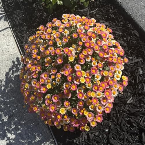 Semillas de margarita perenne-bellamente brillantes con maceta,crecimiento rápido de jardín perennes resistentes,200pcs