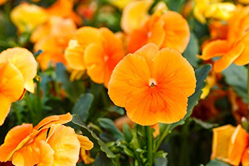 Riesen Stiefmütterchen Orange 'Schweizer Riesen' 70 Samen, (Pansy Orange)