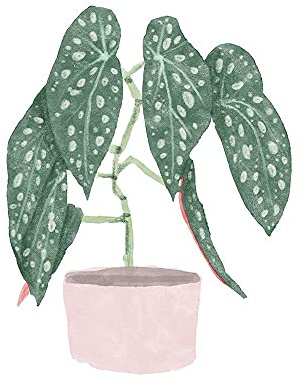 ArtExpert Polka Dot Begonia Iii by Bannarot - 16x16 Art Print Poster