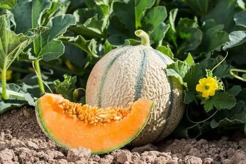 50 Graines de Melon Charentais – Cucumis melo - MELON sucrée et parfumée - Juteus et fondant - Fruit Jardin - 333